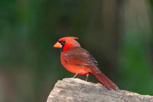 Northern Cardinal Cardinalis Cardinalis Florida Verenigde Staten Noord Amerika — Stockfoto
