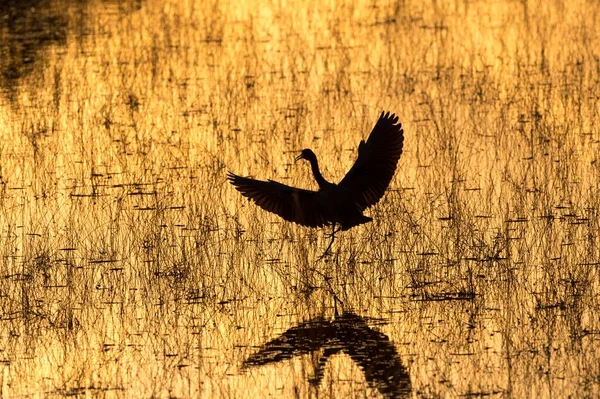 Rudawy Egretta Rufescens Zachodzie Słońca Everglades National Park Floryda Usa — Zdjęcie stockowe