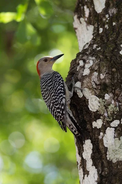 Краснобрюхий Вудпекер Melanerpes Carolinus Национальный Парк Эверфедс Флорида Сша Северная — стоковое фото