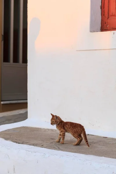 アルカサ カルパトス ドデカネス ギリシャ ヨーロッパのタビー猫 — ストック写真