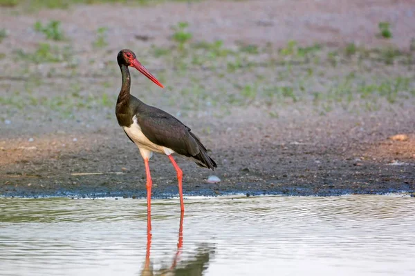 Black Stork Ciconia Nigra Adult Water Shore Area Эльба Средний — стоковое фото