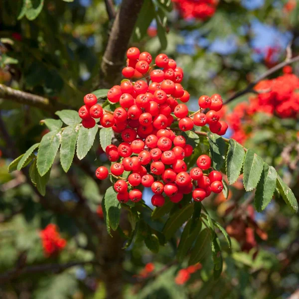 화산재 Sorbus Aucuparia — 스톡 사진