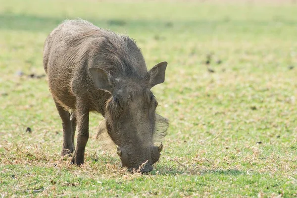 Warthog Phacochoerus Africanus Alimentação Okapuka Ranch Windhoek District Namíbia África — Fotografia de Stock