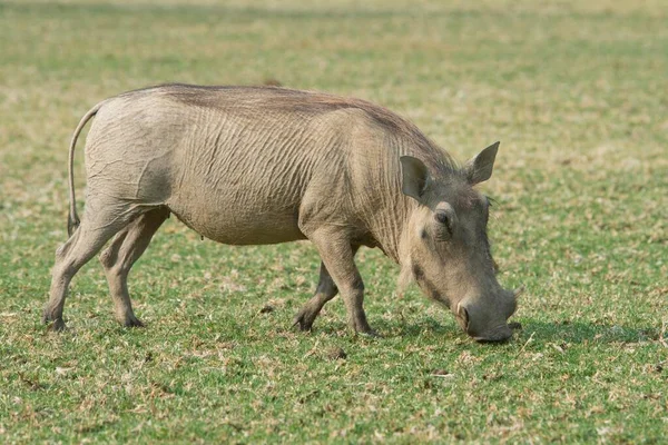 Warthog Phacochoerus Africanus Krmení Ranč Okapuka Okres Windhoek Namibie Afrika — Stock fotografie