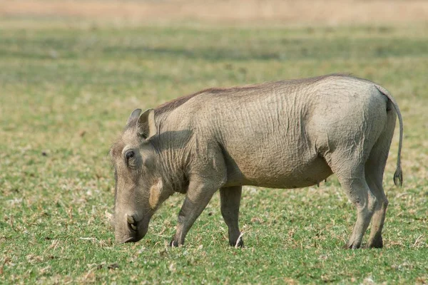 Warthog Phacochoerus Africanus Krmení Ranč Okapuka Okres Windhoek Namibie Afrika — Stock fotografie