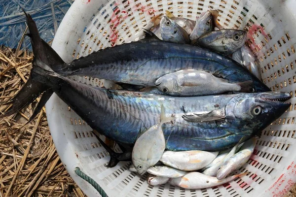 Freshly caught fish in a basket, mackerel and small fish, fishing village of Ngapali, Thandwe, Rakhine State, Myanmar, Asia