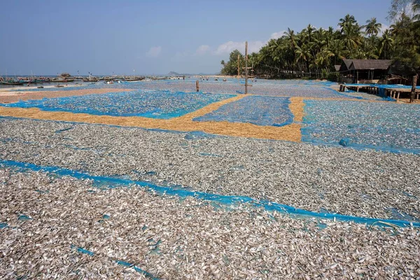 Fish drying on blue nets on the beach of the fishing village Ngapali, fishing boats in the sea on the left, wooden fishermen\'s houses under the palm trees, Ngapali, Thandwe, Rakhine State, Myanmar, Asia