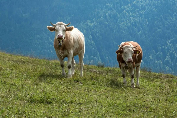 Duas Vacas Prado Jachenau Alta Baviera Baviera Alemanha Europa — Fotografia de Stock