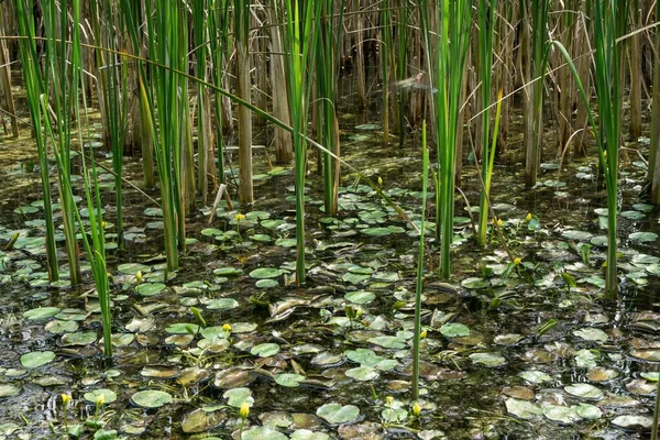 Biotope Reed Pond Benediktbeurer Moor Benediktbeuern Upper Bavaria Bavaria Germany — Stock Photo, Image