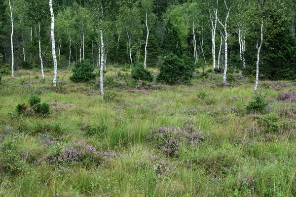 白樺の木 Betula バッグ Murnau Moor Murnau Upper Bavaria バイエルン ドイツ — ストック写真