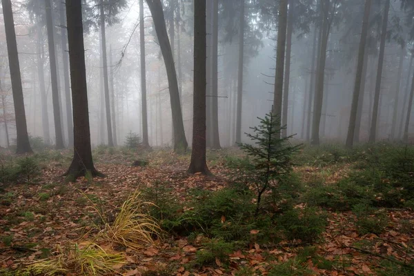 森林里的树 雾中的树 秋天的森林 德国巴登 符腾堡 — 图库照片