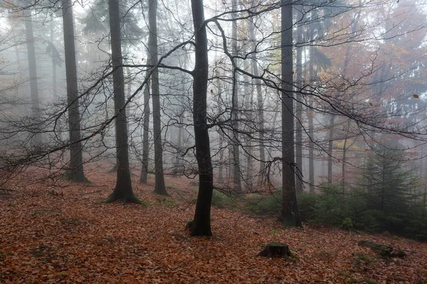森林里的树 雾中的树 秋天的森林 德国巴登 符腾堡 — 图库照片