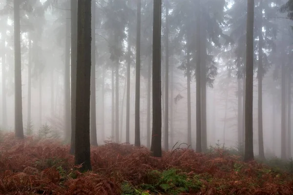 Alberi Nella Foresta Nella Nebbia Foresta Autunnale Baden Wrttemberg Germania — Foto Stock