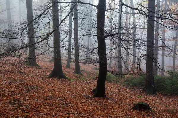 Alberi Nella Foresta Nella Nebbia Foresta Autunnale Baden Wrttemberg Germania — Foto Stock