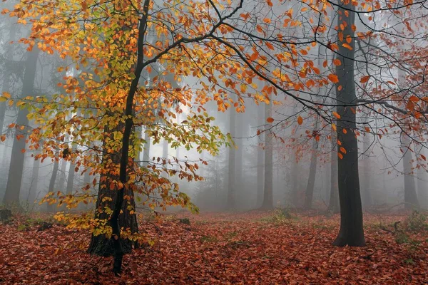 Autumnal Forest Fog Brightly Colored Leaves Autumn Forest Trees Baden — Stock Photo, Image