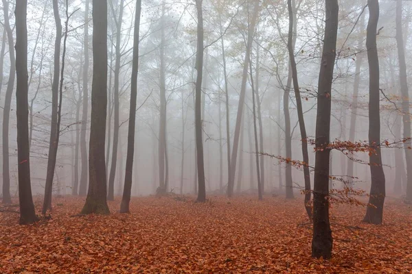 Foresta Autunnale Nella Nebbia Foglie Colorate Sul Fondo Della Foresta — Foto Stock