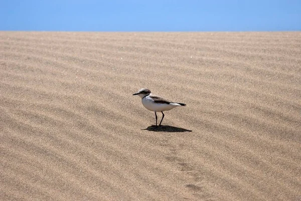 Sanderling Calidris Alba Dans Les Dunes Réserve Naturelle Maspalomas Dunes — Photo