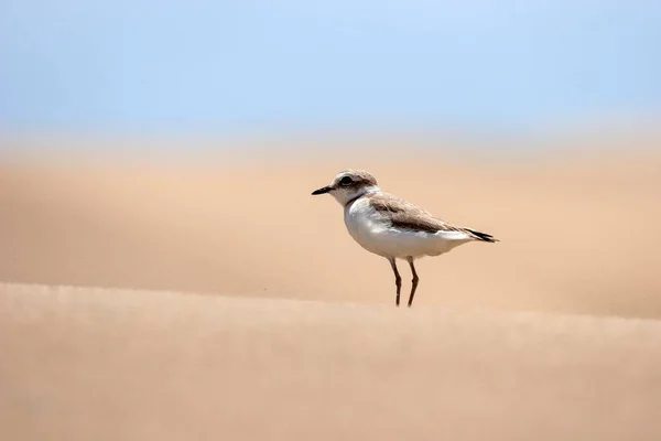 Sanderling Calidris Alba Sanddynerna Maspalomas Dunes Naturreservat Gran Canaria Kanarieöarna — Stockfoto