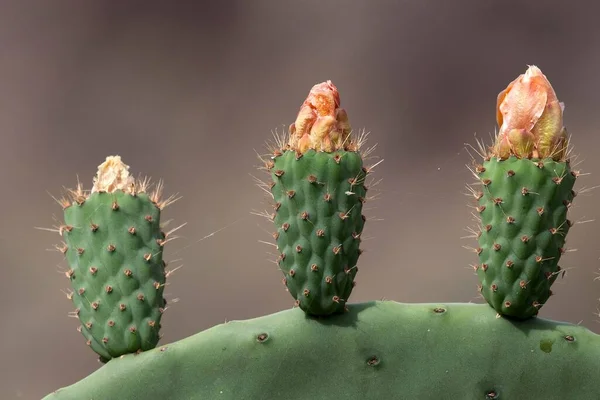 ナシのサボテン Opuntia Ficus Indica Opuntia 果実が成長しているナシ グラン カナリア カナッシェ諸島 スペイン — ストック写真