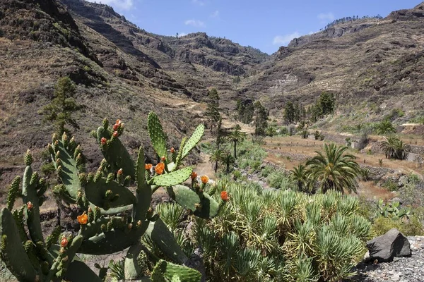 Barranco Mogan Pie Cuesta Blommande Kaktusar Taggig Päronkaktus Gran Canaria — Stockfoto