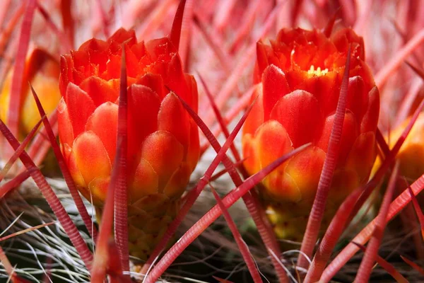 Espinhos Cacto Flores Cacto Flores Vermelhas Ferocactus Gracilis Gran Canaria — Fotografia de Stock