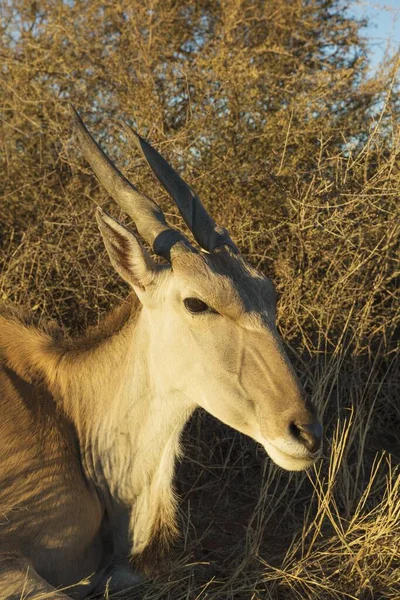 Eland Taurotragus Oryx Fêmea Repouso Deserto Kalahari Namíbia África — Fotografia de Stock