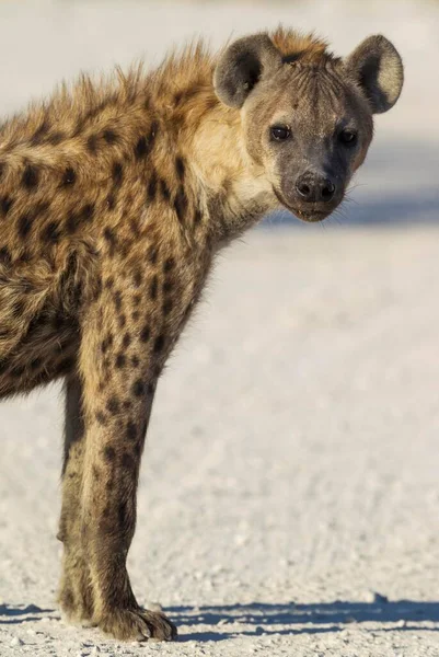 Hiaena Manchada Crocuta Crocuta Juvenil Parque Nacional Etosha Namíbia África — Fotografia de Stock