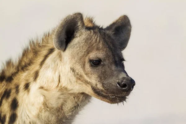 Spotted Hyaena Crocuta Crocuta Juvenile Etosha National Park Namibia Africa — Stock Photo, Image