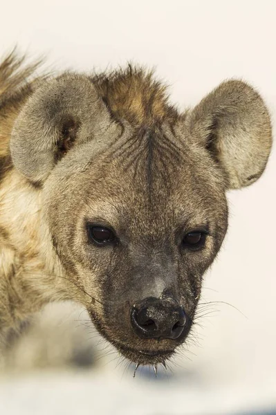 Spotted Hyaena Crocuta Crocuta Juvenile Etosha National Park Namibia Africa — Stock Photo, Image