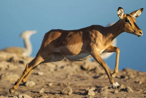 Impala Cara Preta Aepyceros Melampus Petersi Fêmea Correndo Perto Buraco — Fotografia de Stock