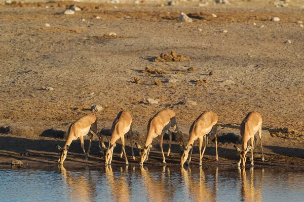 Impala Cara Negra Aepyceros Melampus Petersi Grupo Hembras Macho Juvenil — Foto de Stock