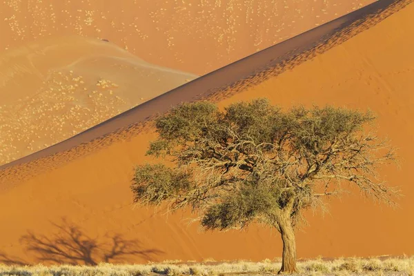 Tevefa Acacia Erioloba Homokdűnék Este Namib Sivatagban Namib Naukluft Nemzeti — Stock Fotó