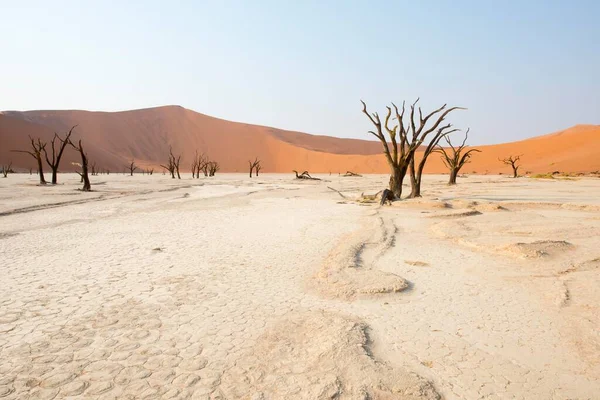 Mrtvé Velbloudí Trní Acacia Erioloba Deadvlei Sossusvlei Namib Poušť Namibie — Stock fotografie