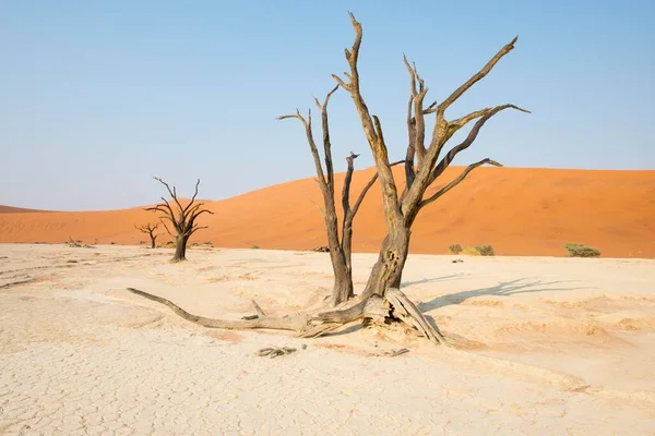 아프리카 비아의 벨레에 가시나무 아카시아 올로바 비아의 나미브사막 브레이 — 스톡 사진