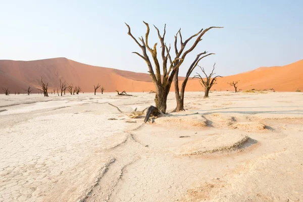 Martwe Drzewa Cierniste Wielbłąda Acacia Erioloba Deadvlei Sossusvlei Pustynia Namib — Zdjęcie stockowe