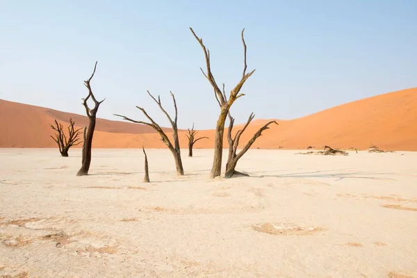 Martwe Drzewa Cierniste Wielbłąda Acacia Erioloba Deadvlei Sossusvlei Pustynia Namib — Zdjęcie stockowe