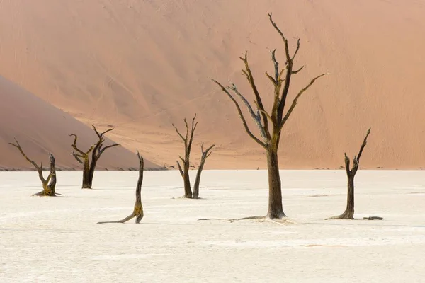 아프리카 비아의 벨레에 가시나무 아카시아 올로바 비아의 나미브사막 브레이 — 스톡 사진
