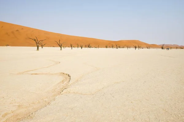 Dode Kamelendoornbomen Acacia Erioloba Deadvlei Sossusvlei Namibische Woestijn Namibië Afrika — Stockfoto