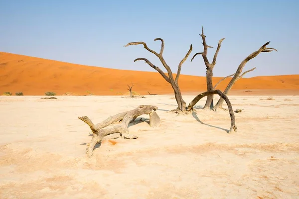 Dode Kamelendoornbomen Acacia Erioloba Deadvlei Sossusvlei Namibische Woestijn Namibië Afrika — Stockfoto