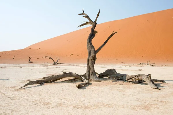 Dead Camel Thorn Trees Acacia Erioloba Deadvlei Sossusvlei Namib Desert — Stock Photo, Image