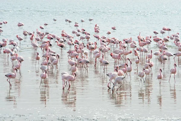 小Flamingos Phoeniconaias Minor Water Walvis Bay Namibia Africa — 图库照片