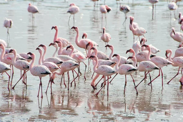 小Flamingos Phoeniconaias Minor Water Walvis Bay Namibia Africa — 图库照片