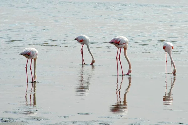 Greater Flamingos Phoenicopterus Roseus Water Foraging Walvis Bay Namibia Africa — Stock Photo, Image