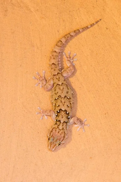 Turner Gecko Chondrodactylus Turneri Okapuka Ranch Windhoek District Namíbia África — Fotografia de Stock