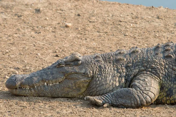 Нільський Крокодил Crocodylus Niloticus Ранчо Окапука Район Віндгук Намібія Африка — стокове фото