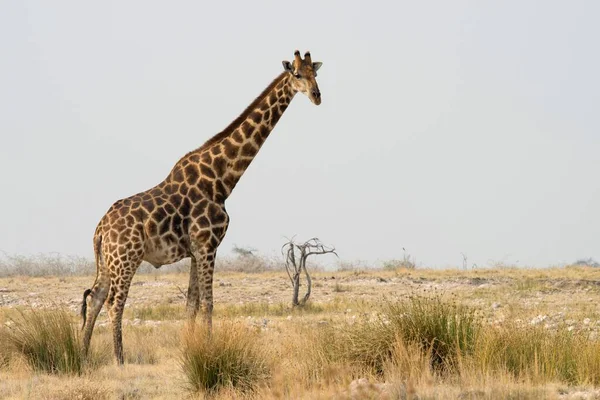Giraffe Giraffa Camelopardalis Fassland Etosha National Park Nbabia Africa — стоковое фото