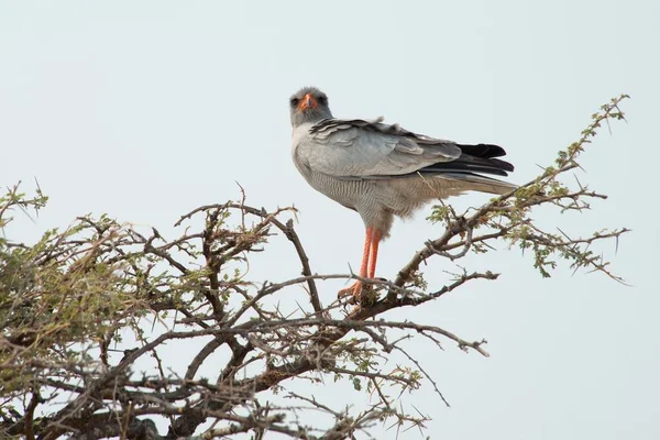 Oosterse Goshawk Melierax Poliopterus Een Paraplu Doorn Acacia Paraplu Acacia — Stockfoto