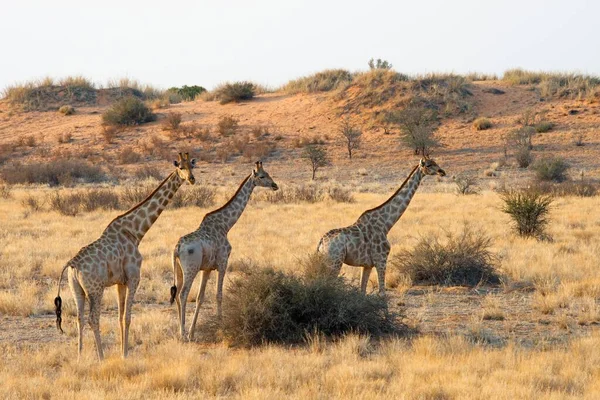 Giraffe Giraffa Camelopardalis Passando Praterie Parco Nazionale Etosha Namibia Africa — Foto Stock