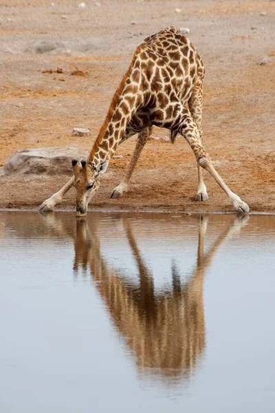 Zürafa Zürafa Camelopardalis Bir Birikintisinde Içme Etosha Ulusal Parkı Namibya — Stok fotoğraf