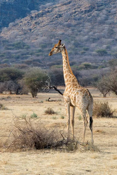 Girafa Giraffa Camelopardalis Nas Pastagens Okapuka Ranch Windhoek District Windhoek — Fotografia de Stock